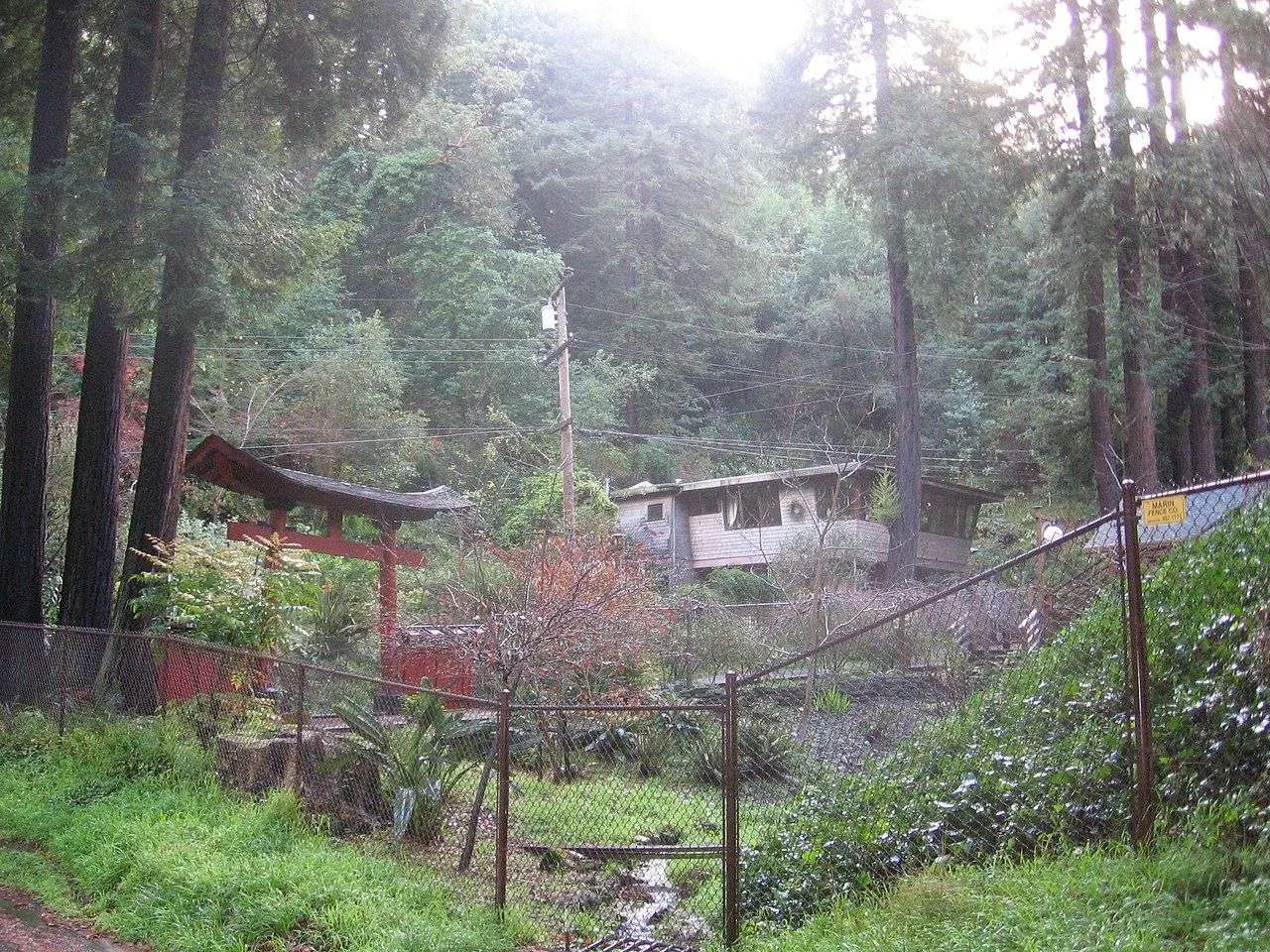 Redwoods in Blithedale Canyon, Mill Valley