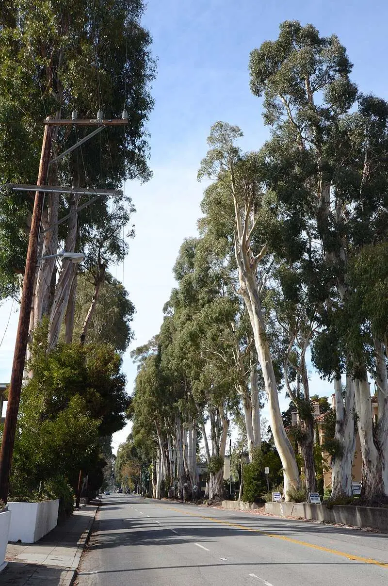 Howard-Ralston eucalyptus tree rows along El Camino Real